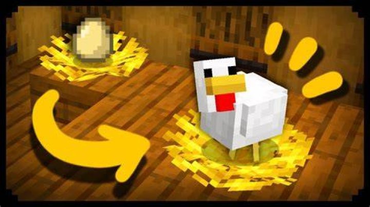 How do chickens lay eggs in minecraft