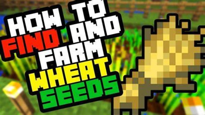 How do i get wheat in minecraft