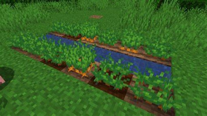 How do i grow carrots in minecraft