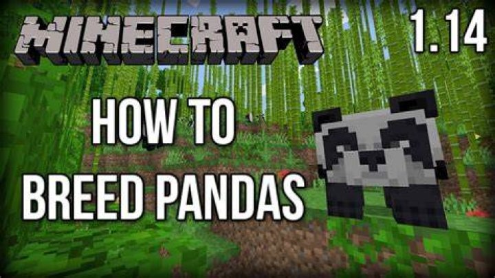 How do you breed pandas in minecraft