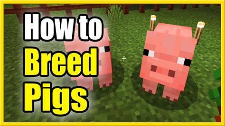 How do you breed pigs in minecraft