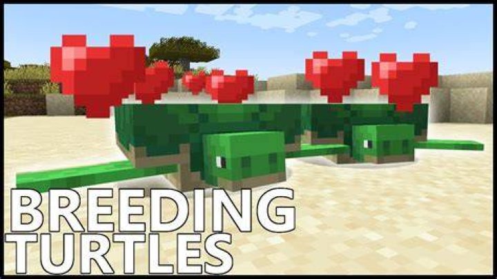 How do you breed turtles in minecraft