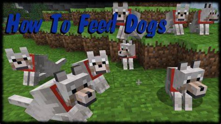How do you feed dogs in minecraft
