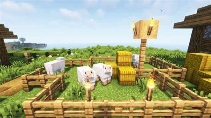 How do you feed sheep in minecraft