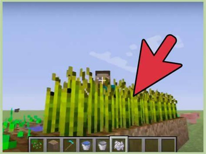 How do you grow wheat in minecraft