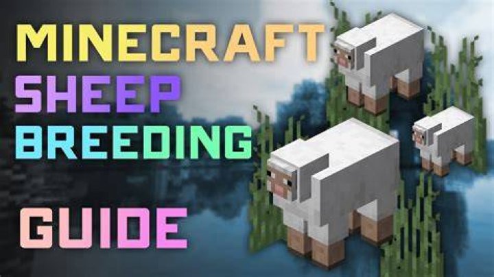 How do you mate sheep in minecraft