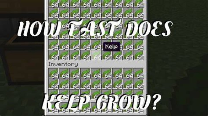 How fast does kelp grow in minecraft
