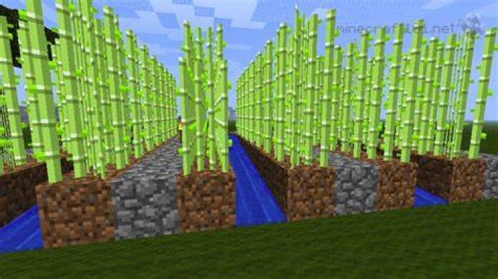 How high does sugarcane grow minecraft