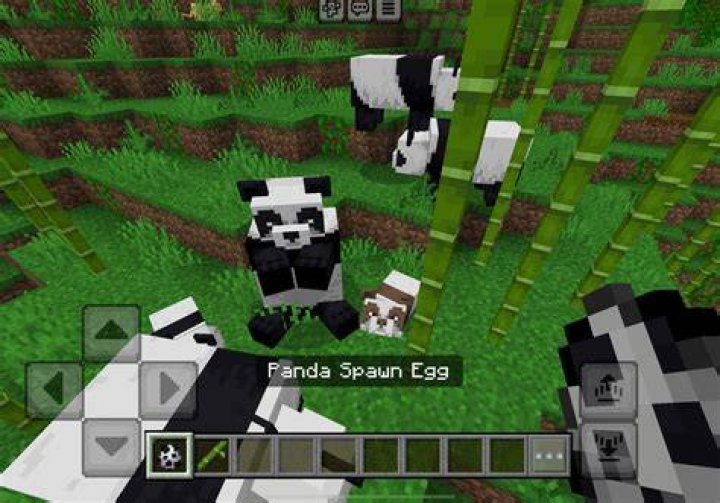 How rare are brown pandas in minecraft