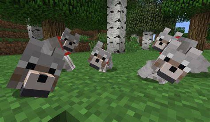 How to befriend a wolf in minecraft
