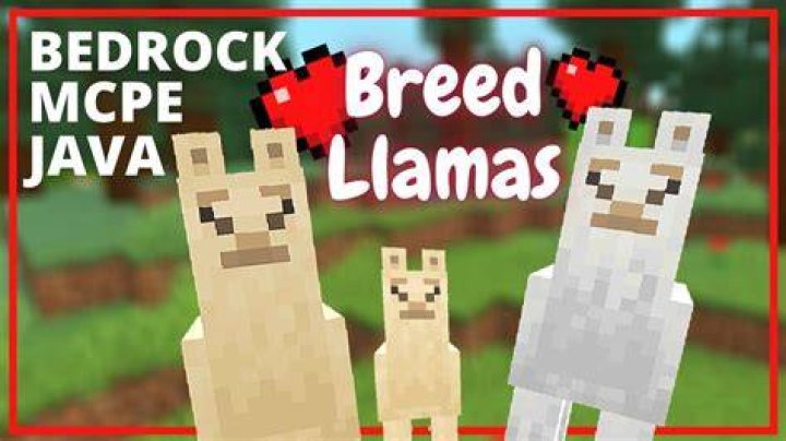 How to breed a llama in minecraft