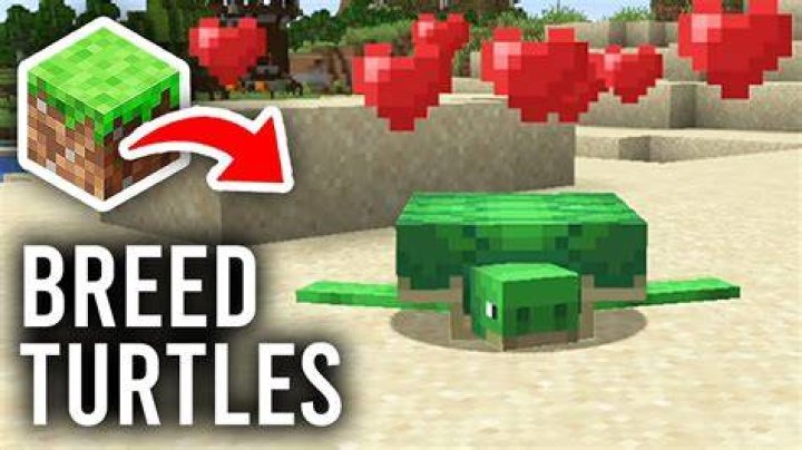 How to breed a turtle in minecraft