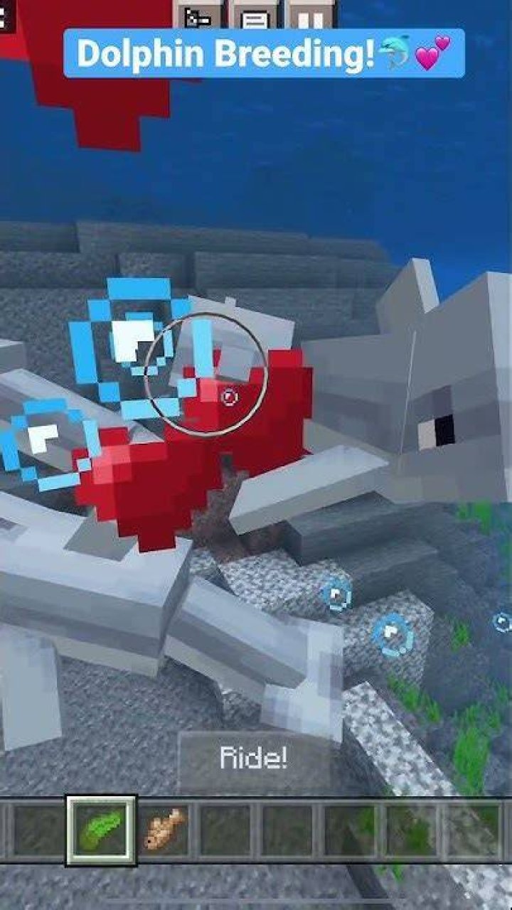 How to breed dolphins in minecraft 2021