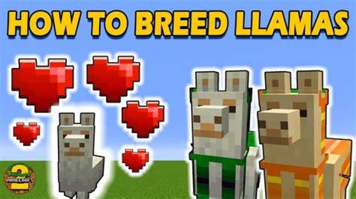 How to breed llamas on minecraft