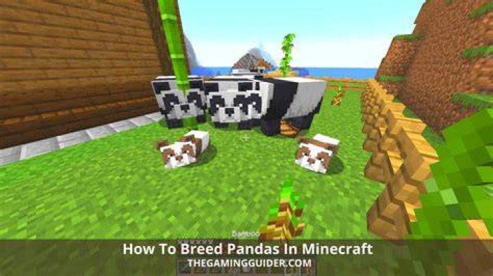 How to breed pandas in minecraft 2021