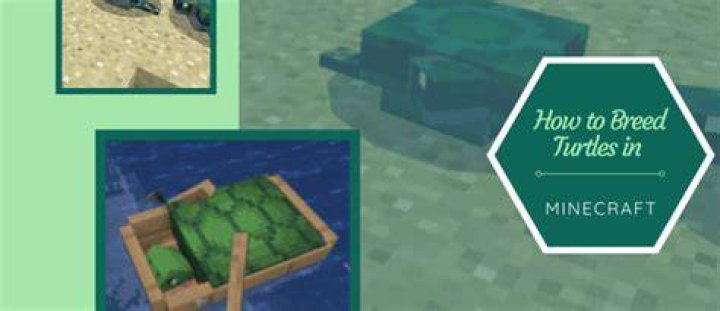 How to breed sea turtles in minecraft