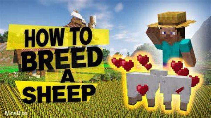 How to breed sheep on minecraft