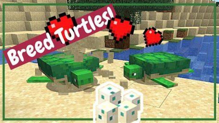How to breed turtles minecraft 1.14
