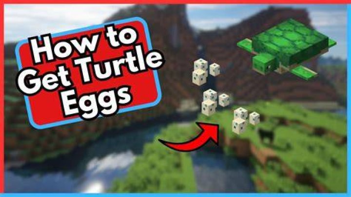 How to find turtle eggs minecraft