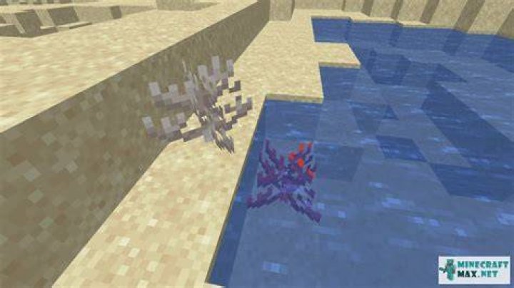 How to get dead coral minecraft