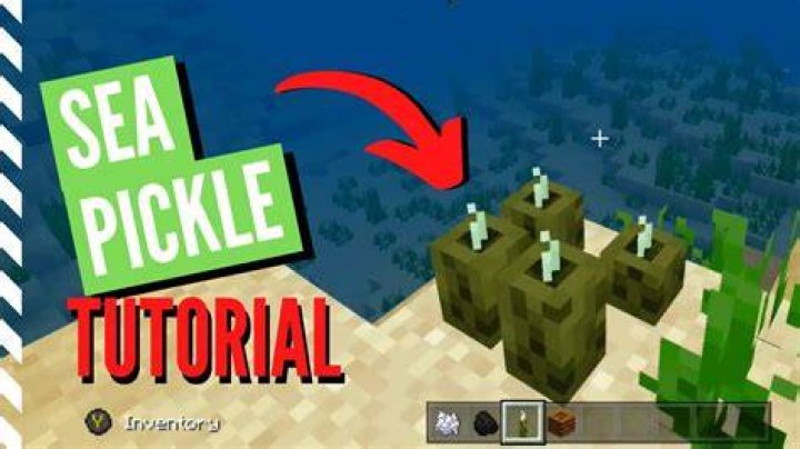 How to get sea pickles in minecraft