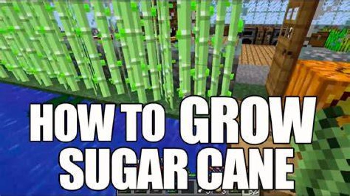 How to grow sugar cane in minecraft