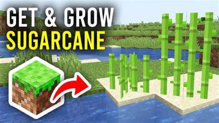 How to grow sugarcane in minecraft pe