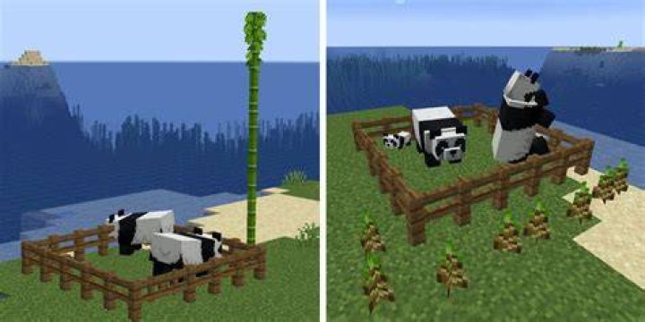 How to make pandas mate in minecraft