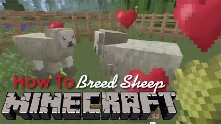 How to make sheep mate in minecraft