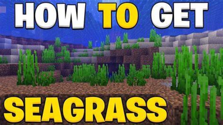 How to pick up seagrass in minecraft