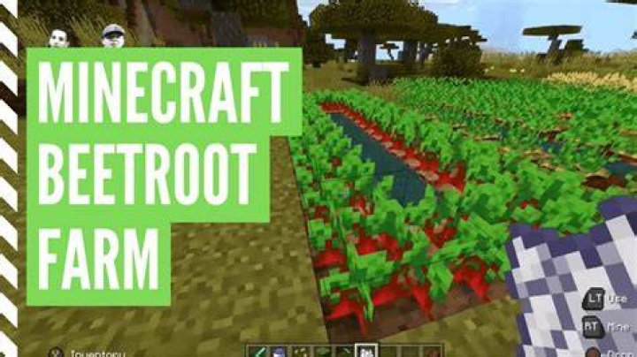 How to plant beetroot in minecraft