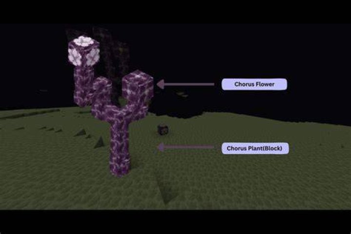 How to plant chorus plant in minecraft