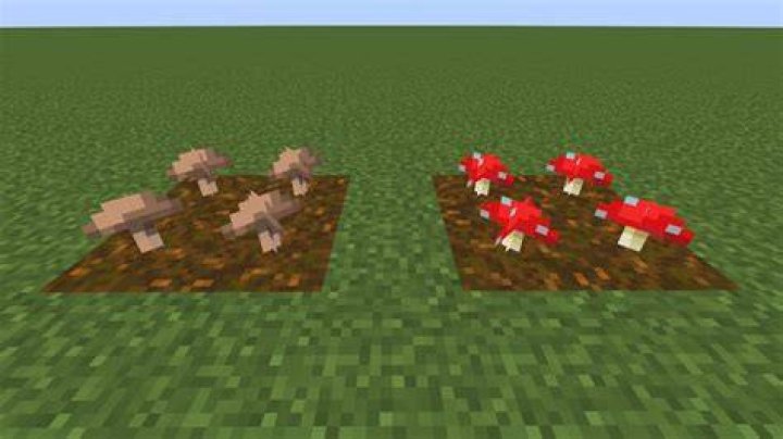 How to plant red mushrooms in minecraft