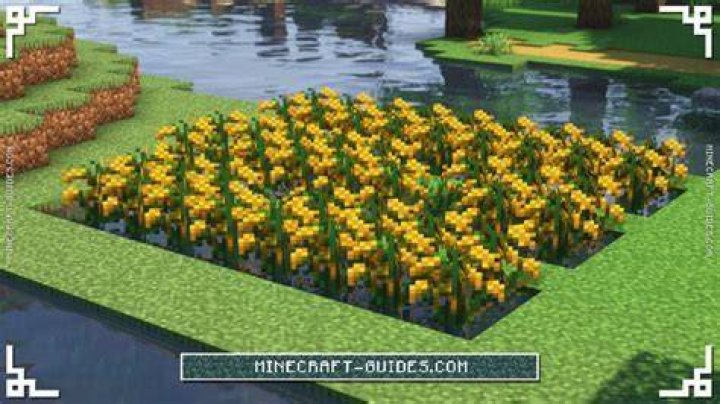 How to plant rice in minecraft