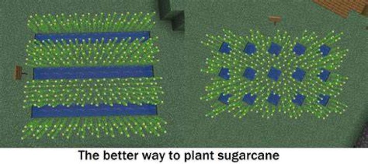 How to plant sugarcane on minecraft
