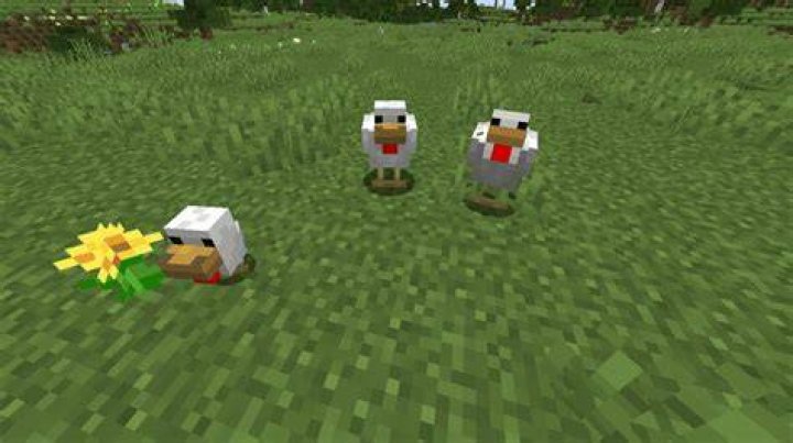 How to raise chickens in minecraft