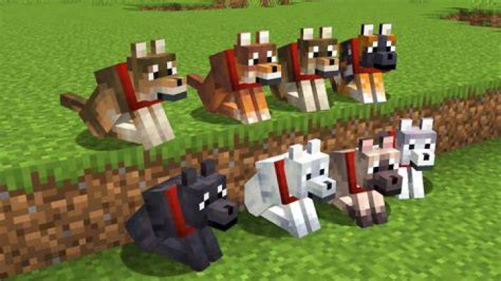 How to tame a dog in minecraft