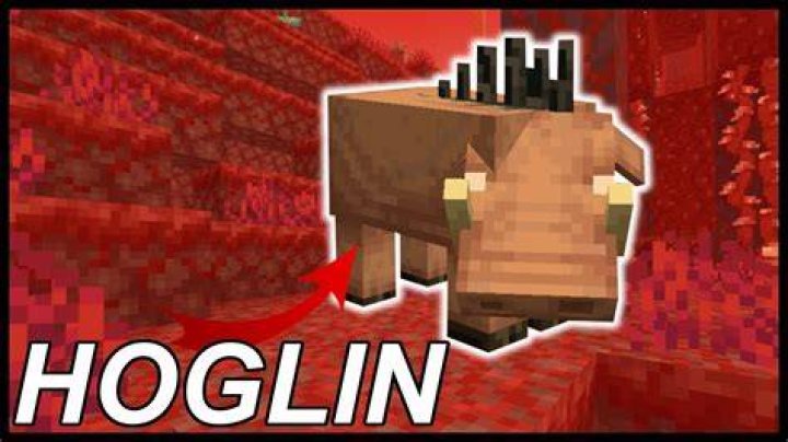 How to tame a hoglin in minecraft