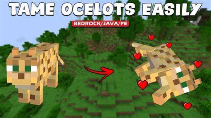 How to tame a ocelot in minecraft