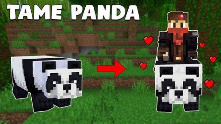 How to tame a panda in minecraft