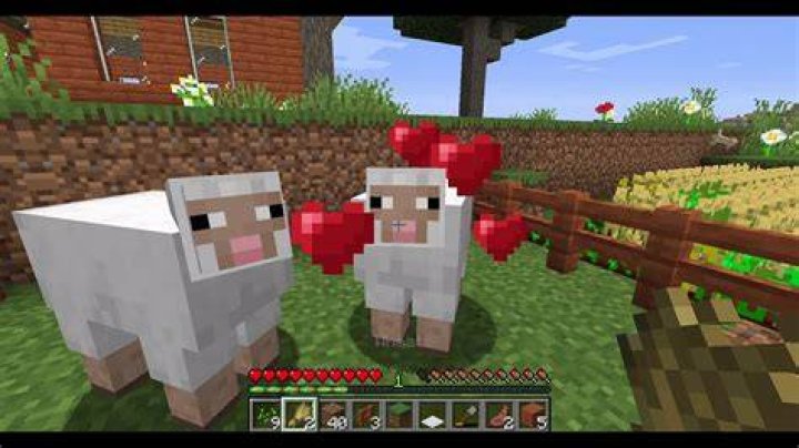 How to tame a sheep in minecraft
