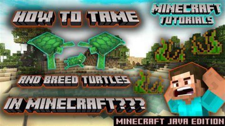 How to tame a turtle in minecraft