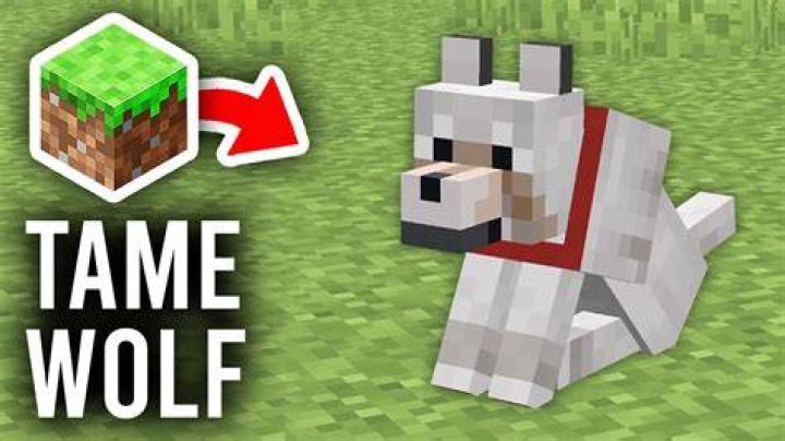 How to tame a wolf in minecraft