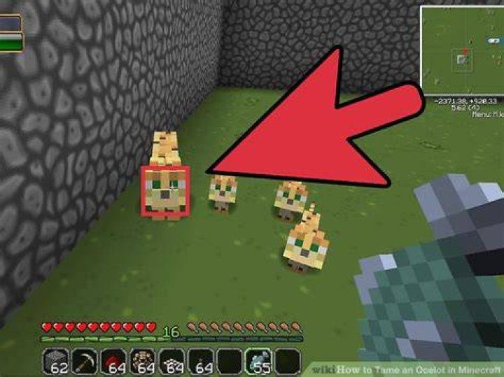 How to tame an ocelot minecraft