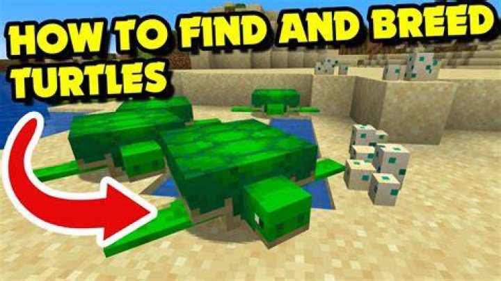 How to tame sea turtles in minecraft
