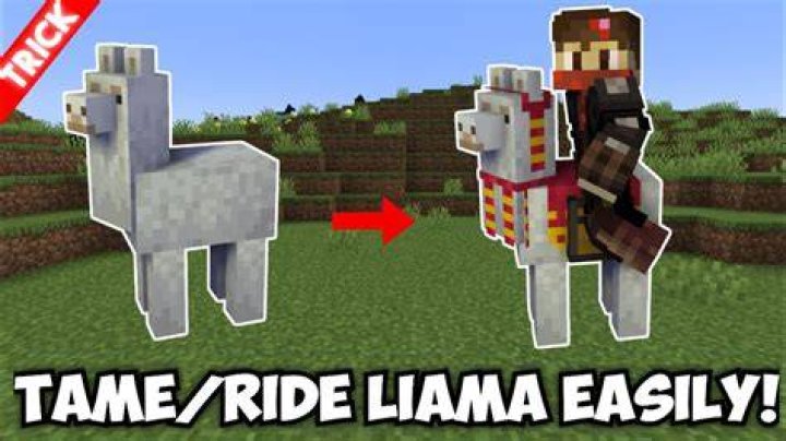 How to train a llama in minecraft