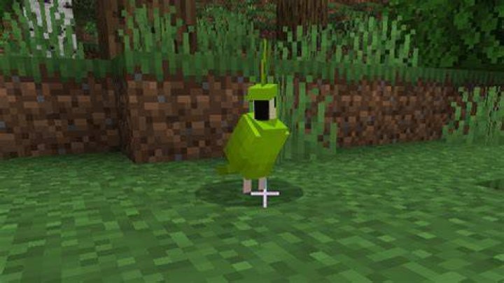 How to train a parrot in minecraft