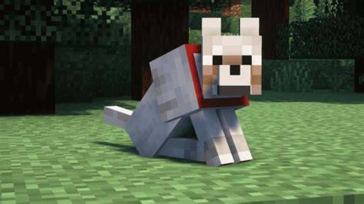 How to train wolf in minecraft