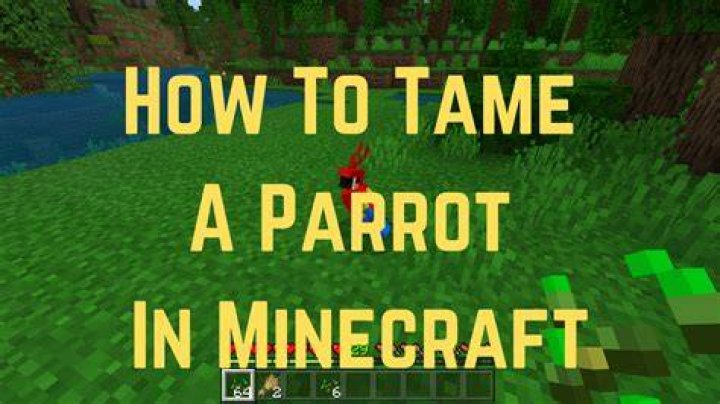 Minecraft how to tame a bird