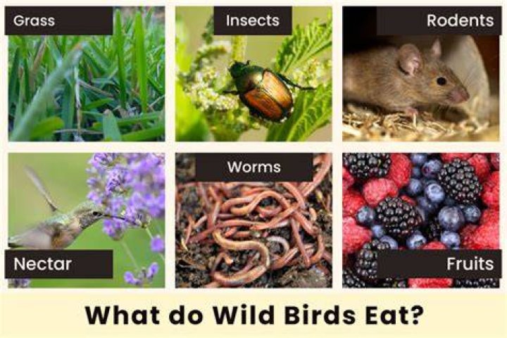 What do birds eat in minecraft
